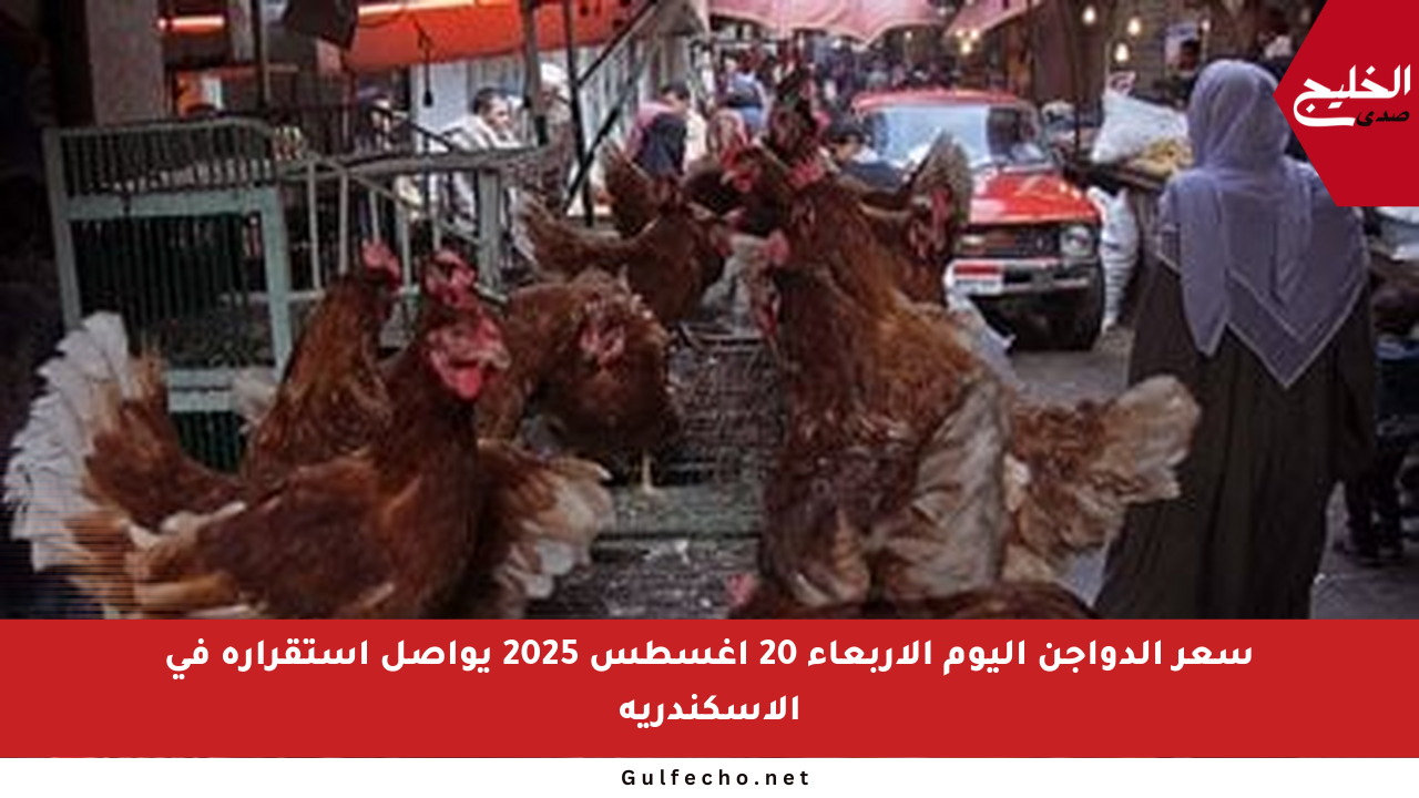 سعر الدواجن اليوم الأربعاء 20 أغسطس 2025 يواصل استقراره في الإسكندرية